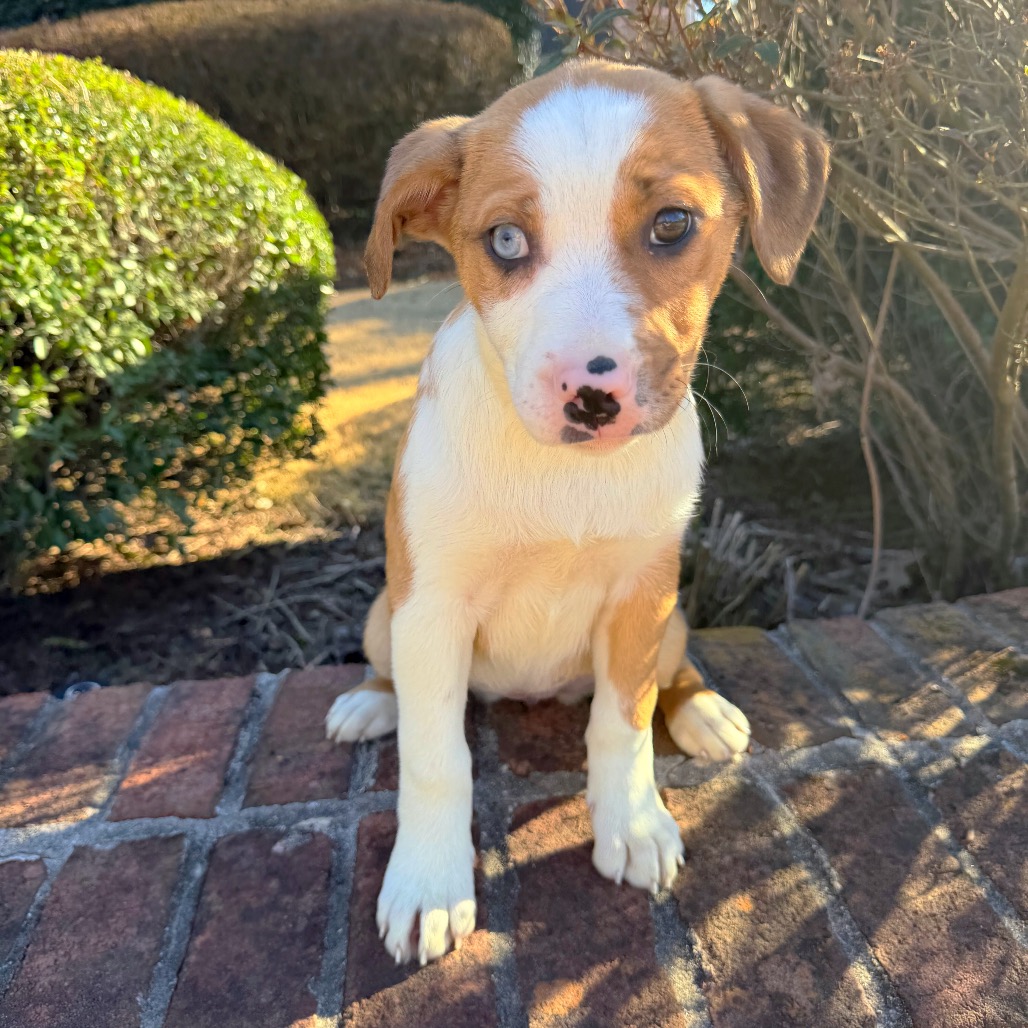 Cheesecake — thumbnail 3