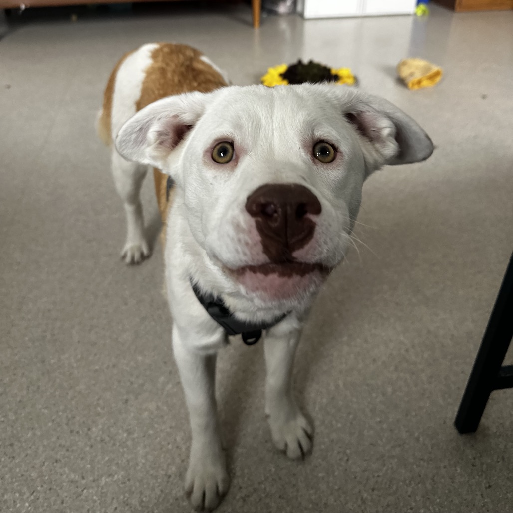 Lacey — thumbnail 2