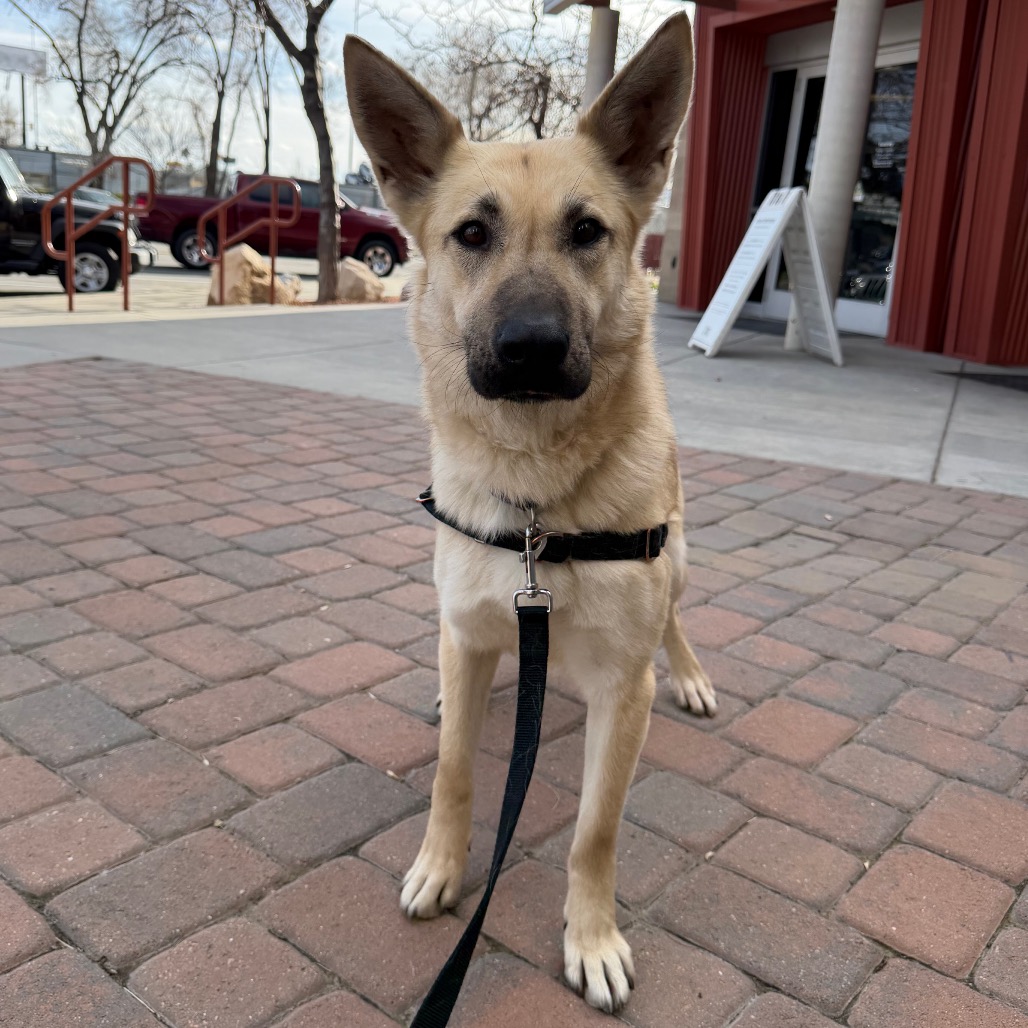 Amada — thumbnail 3