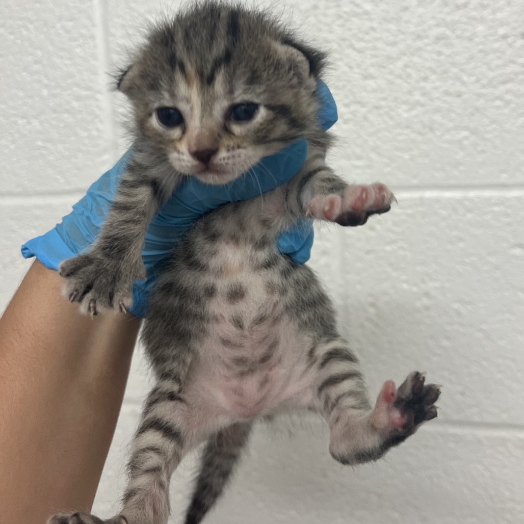 SASHA - Domestic Shorthair available for adoption