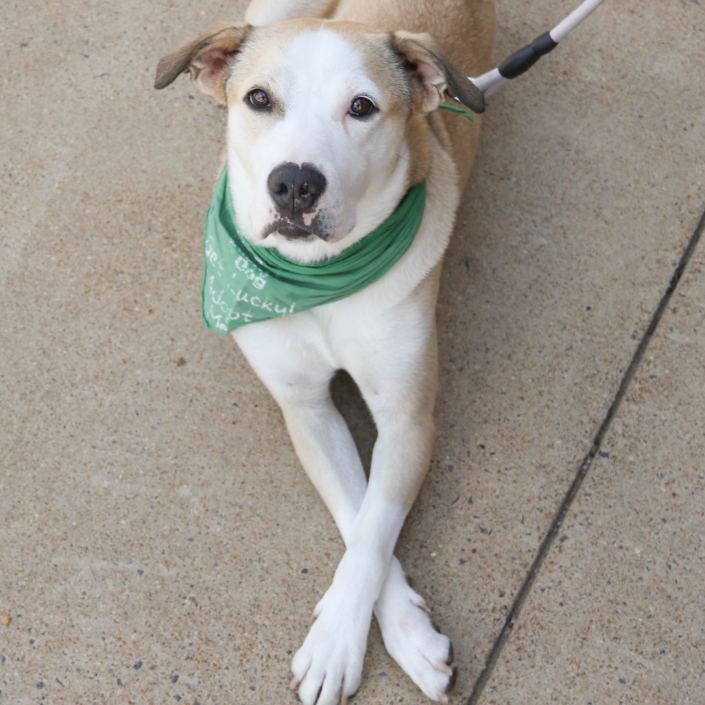 GHOST - Bulldog / Mix available for adoption