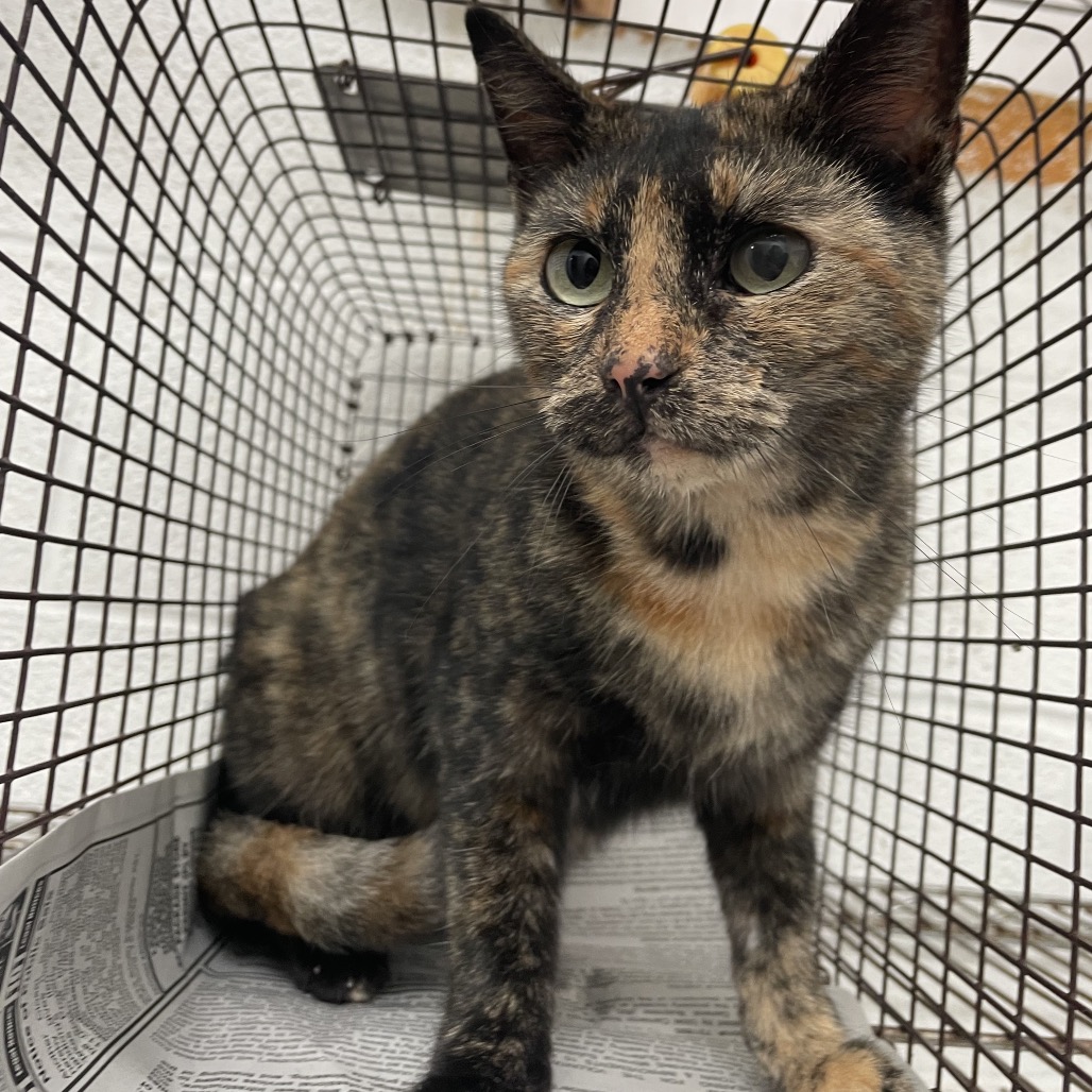 Stormy (Eclair), available for adoption at PVAS