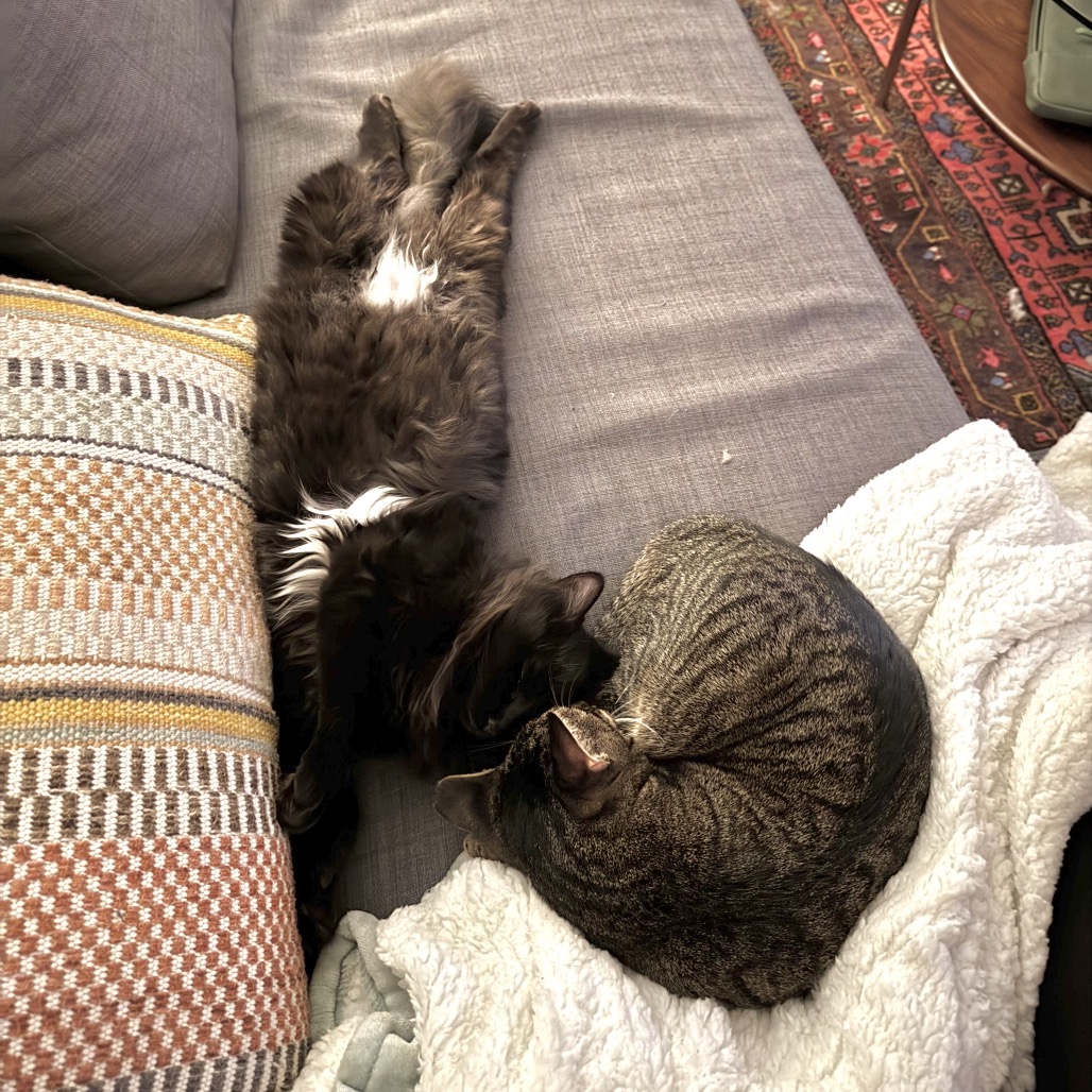 Franky — thumbnail 4