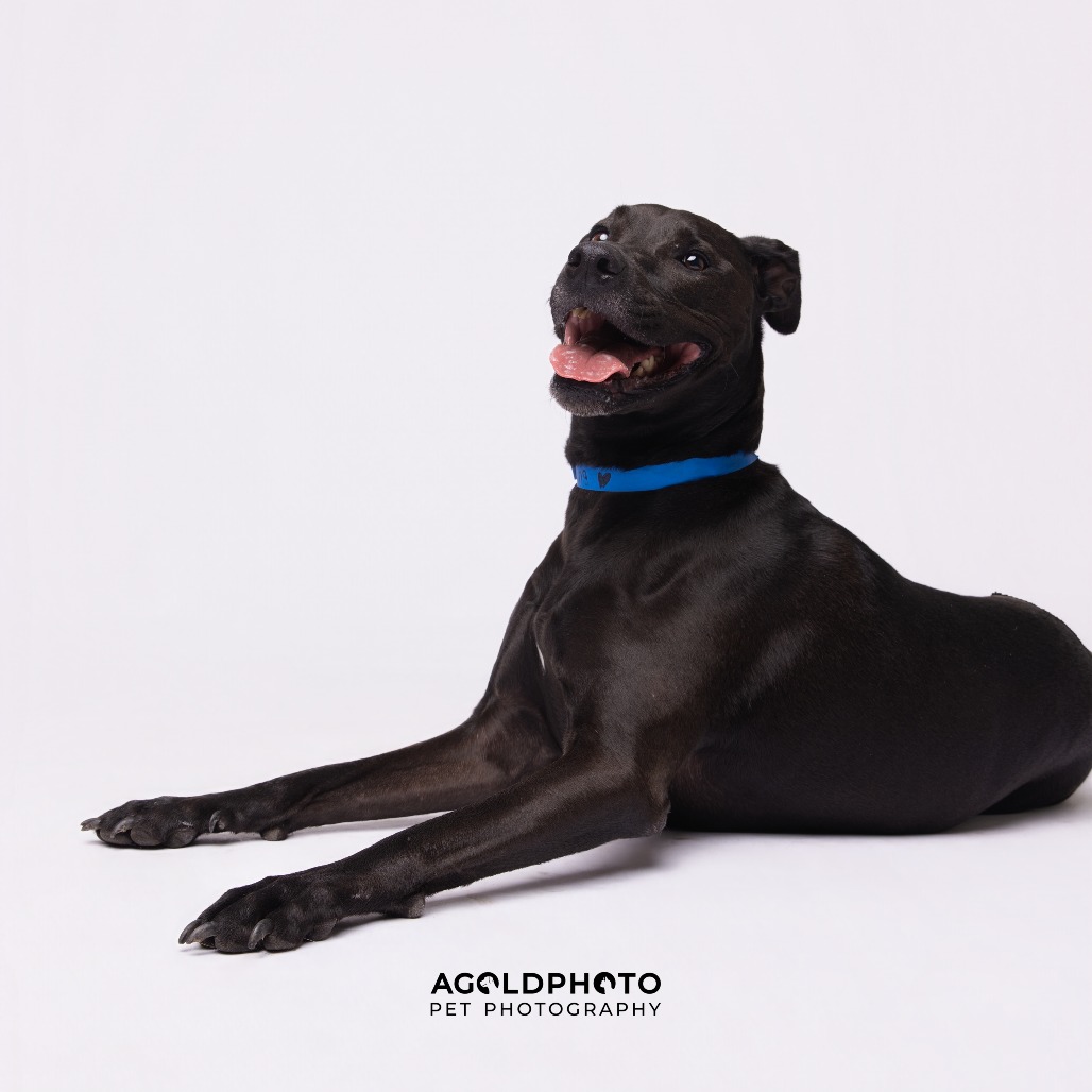 King — thumbnail 4