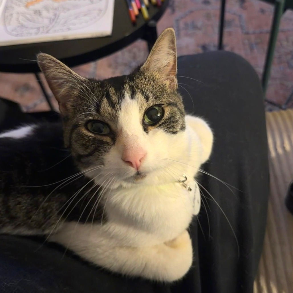 BUTTERCUP - American Shorthair available for adoption