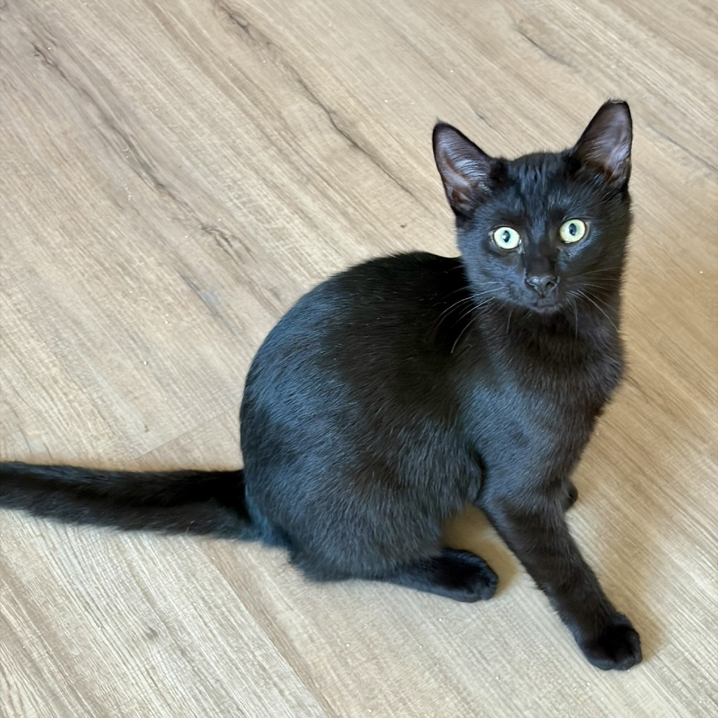 cat-3_d15c0254-8ccd-4beb-bc3e-1c988bcc5d51-removebg-preview.png
