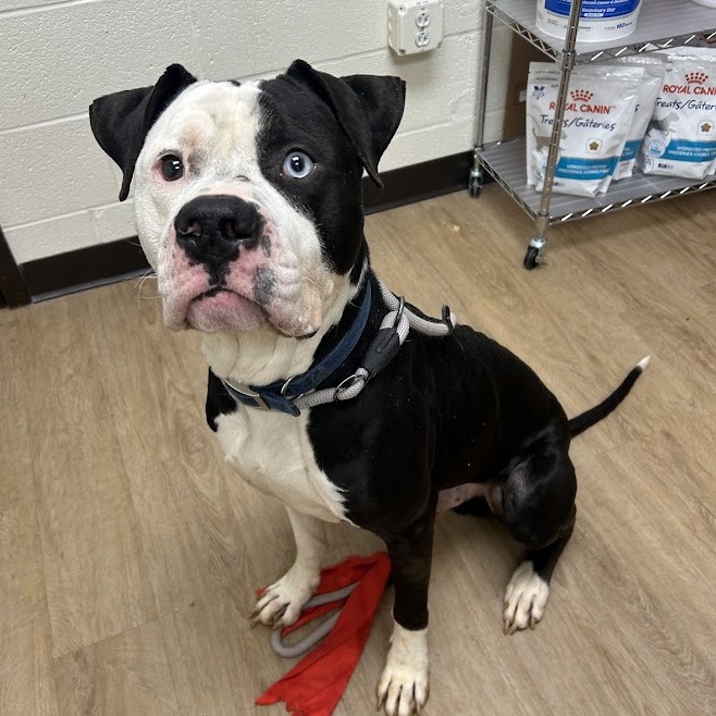 Azraq — thumbnail 4