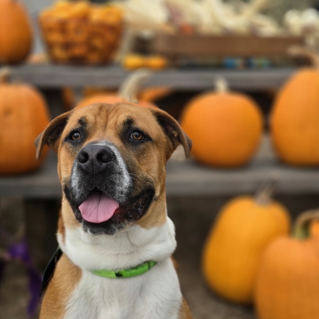 MOOSE - Boxer / Mixed Breed (Medium) available for adoption