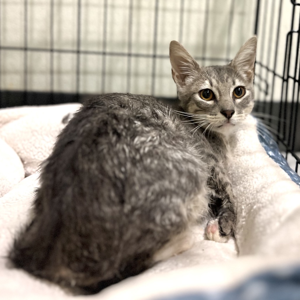 JELLO - Domestic Shorthair available for adoption