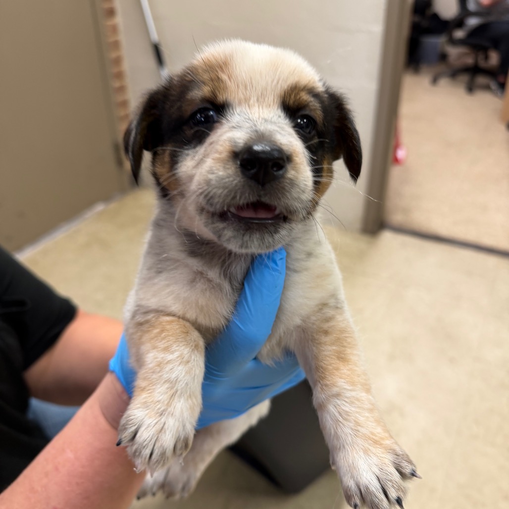 Australian Cattle Dog