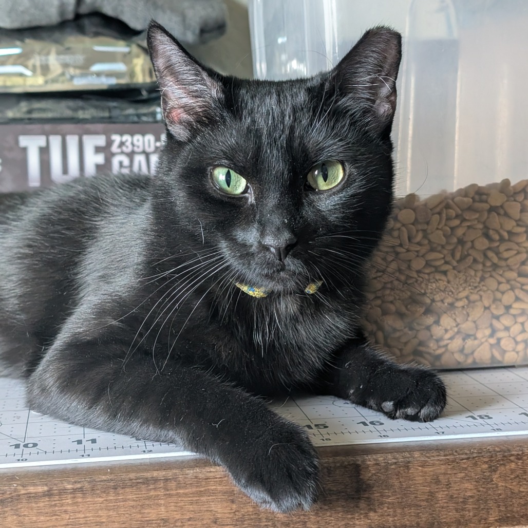 Nessie: Female 24 Domestic Shorthair