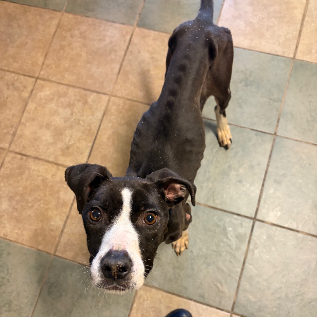 Oreo — thumbnail 2