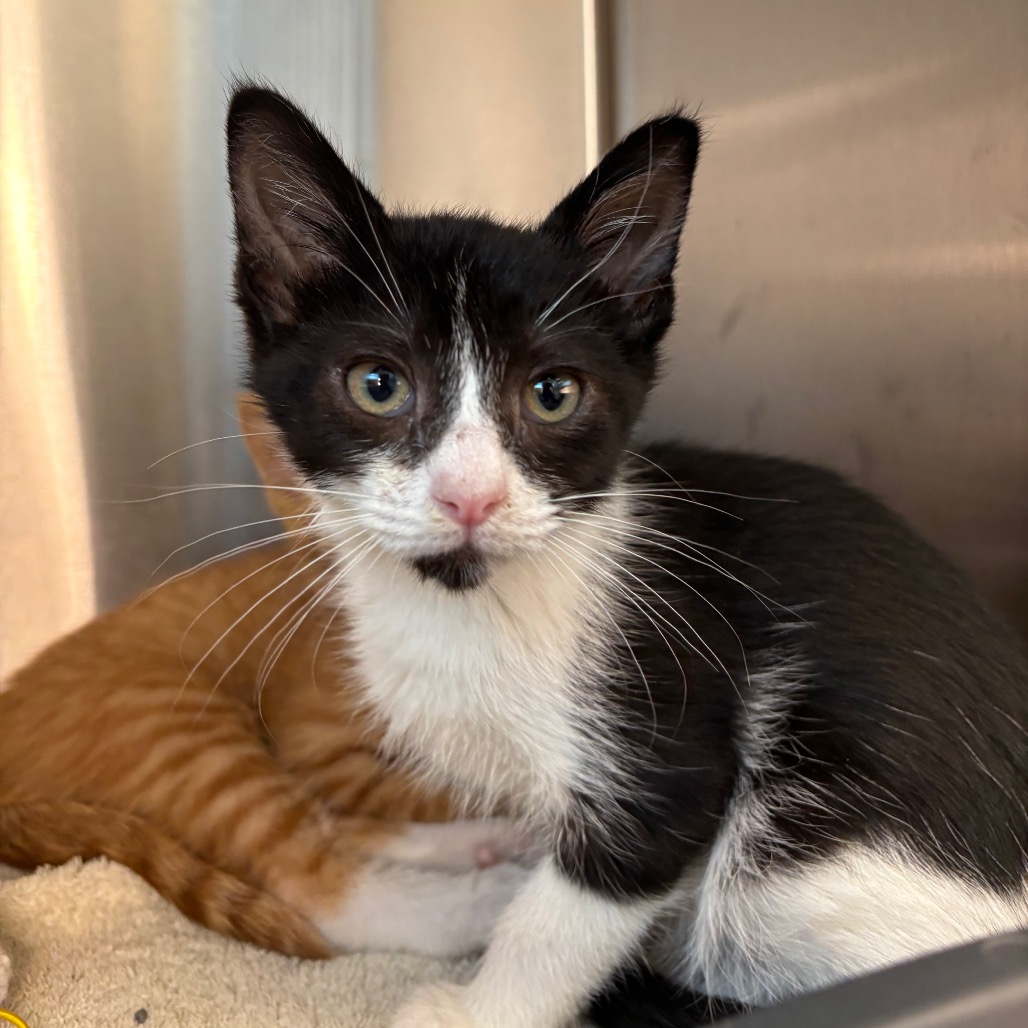 FRANKIE - Domestic Shorthair available for adoption