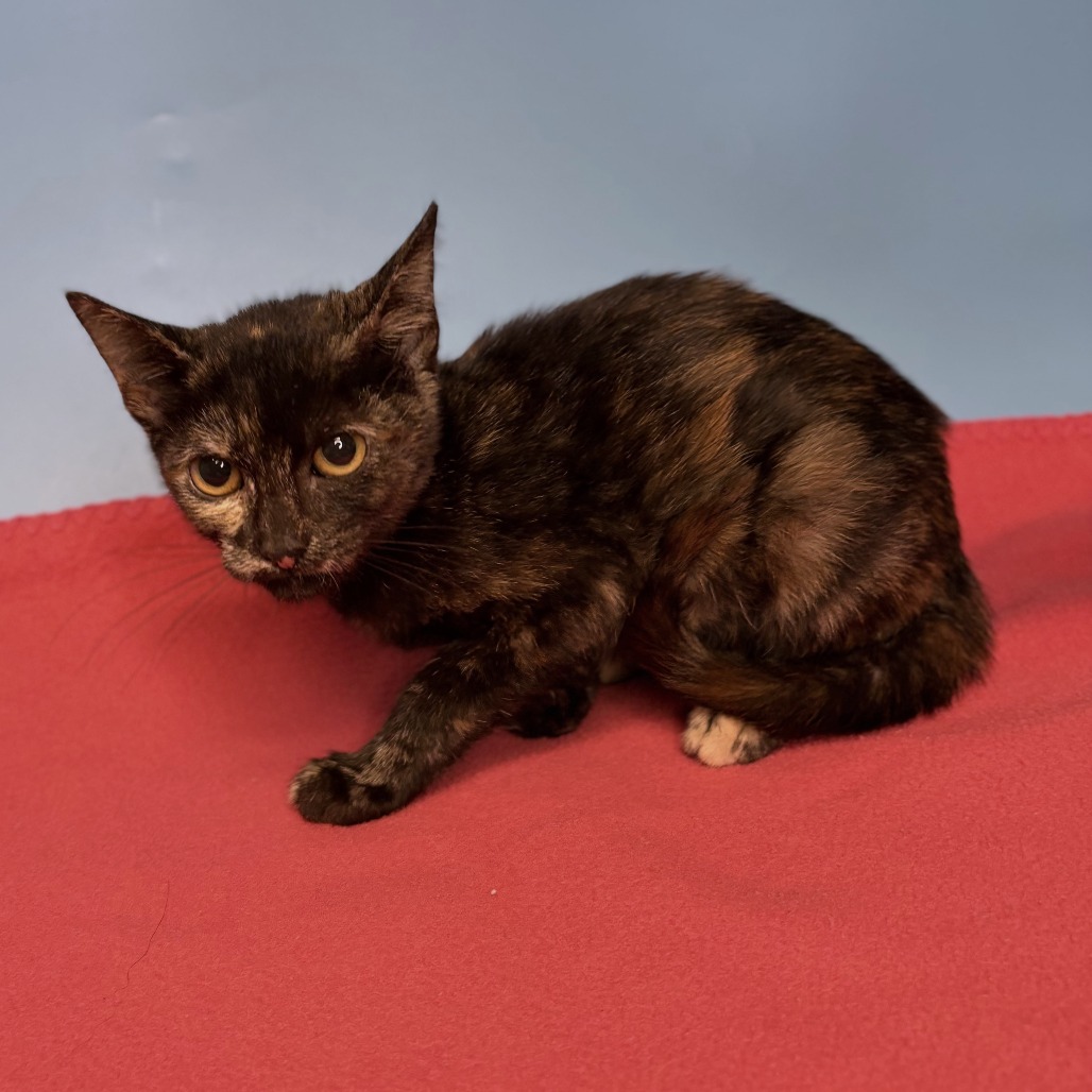 PIXIE - Domestic Shorthair available for adoption