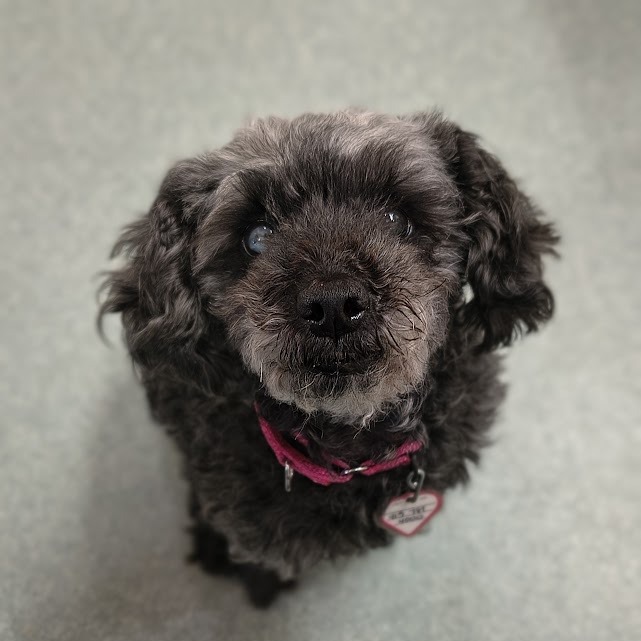 Fatima $199-In foster-See my video, adoptable senior Poodle, Miniature