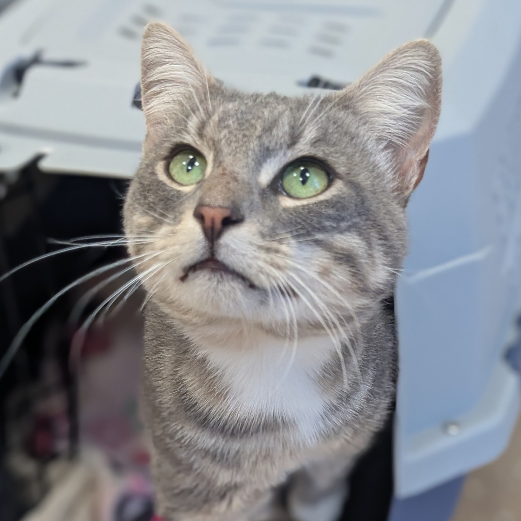 CAMERON - Domestic Shorthair available for adoption