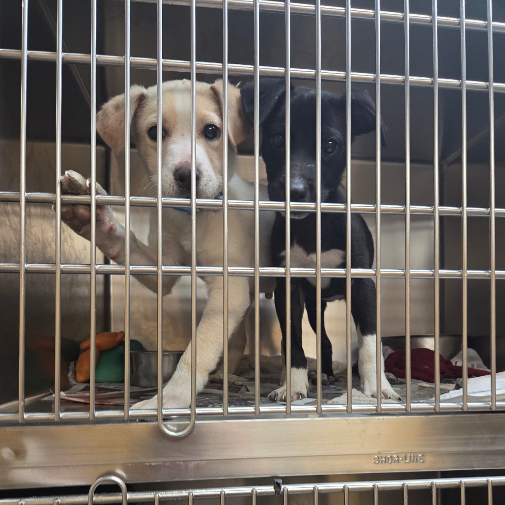 Bravo — thumbnail 5