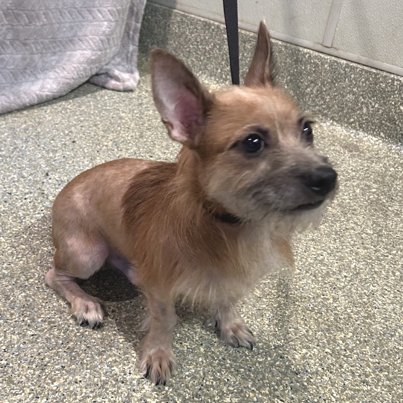 Gizmo - Chino Hills Location, photo 4