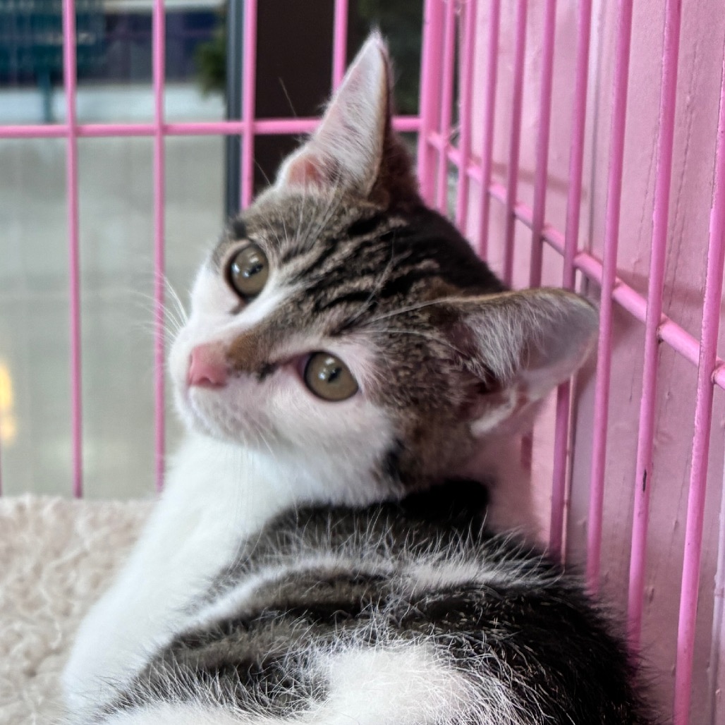COFFEE - Domestic Shorthair available for adoption