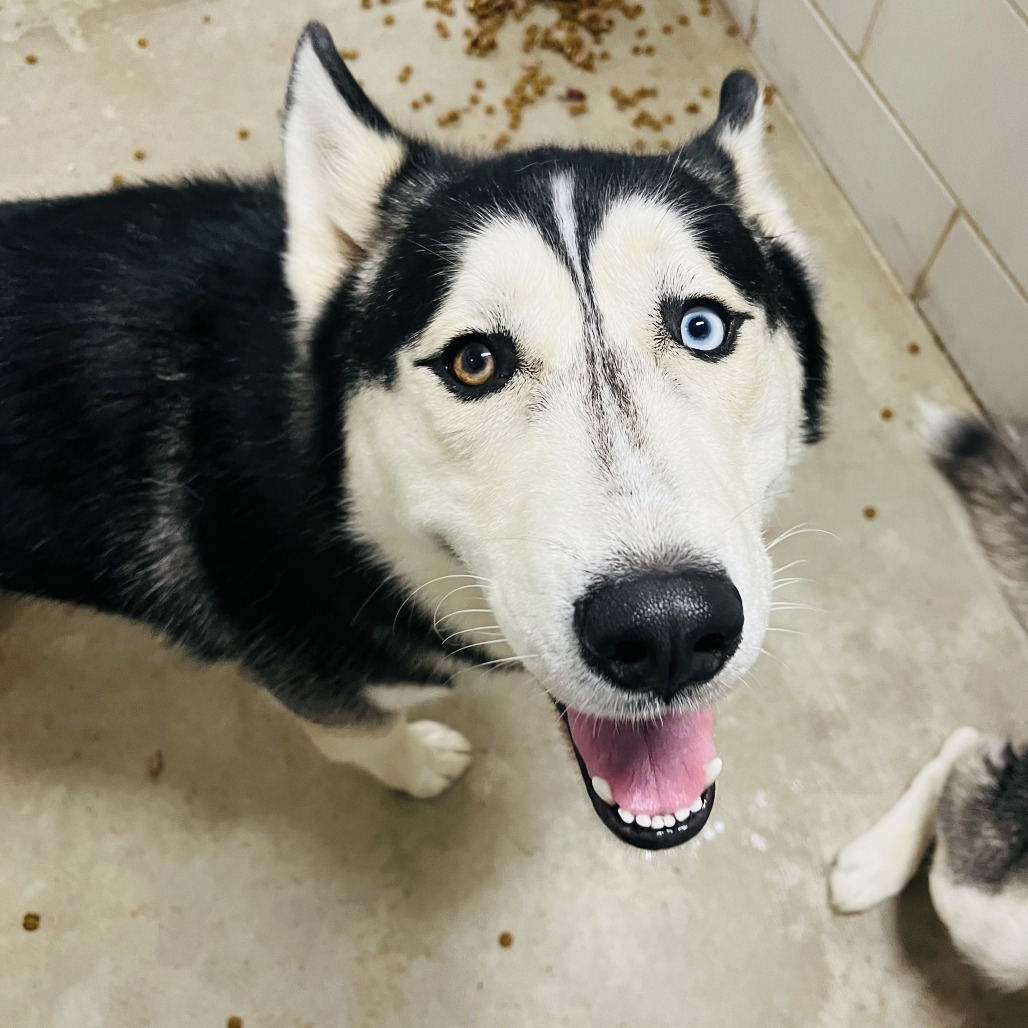 Cedar — thumbnail 5