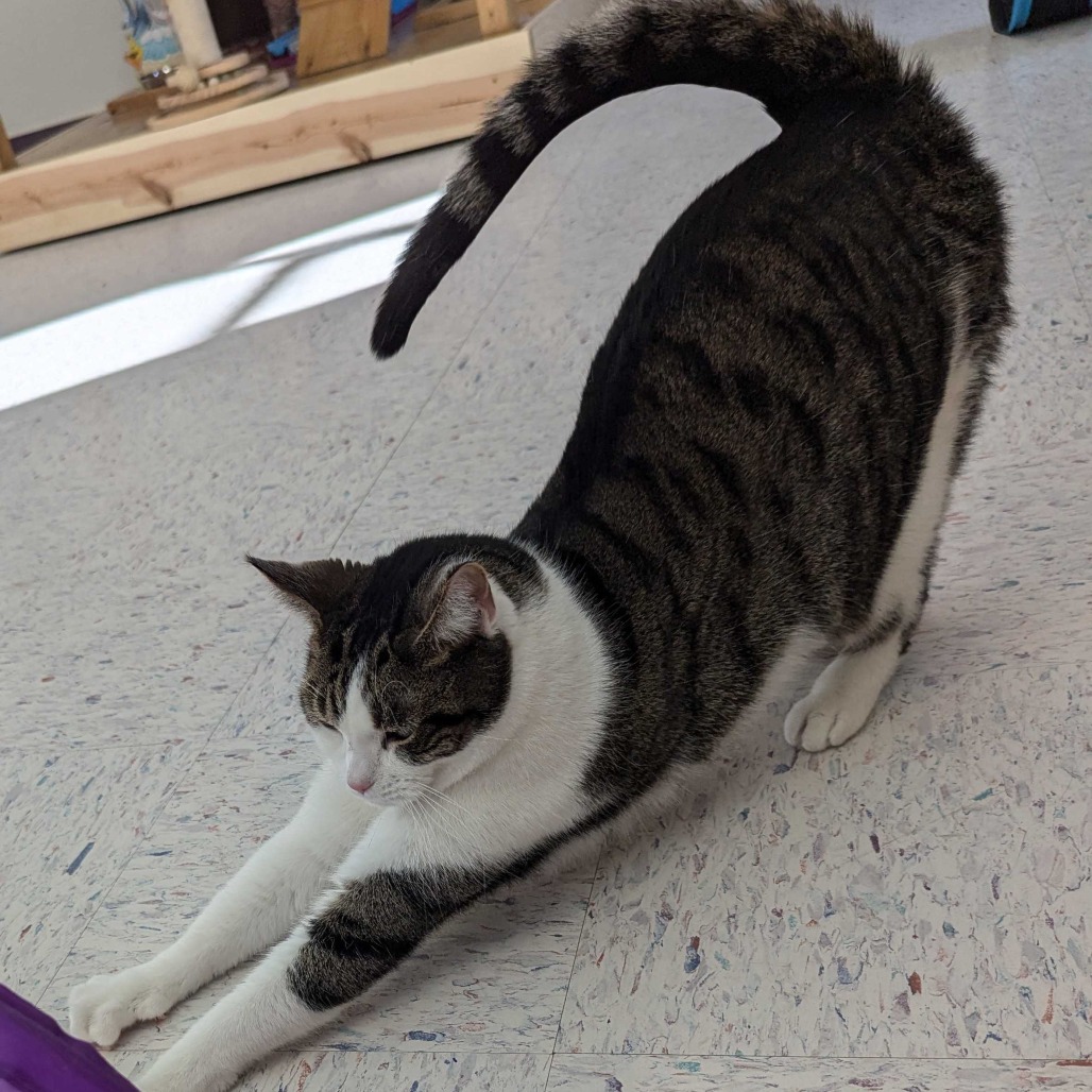 Clinger is Available for Adoption at Union County Humane Society