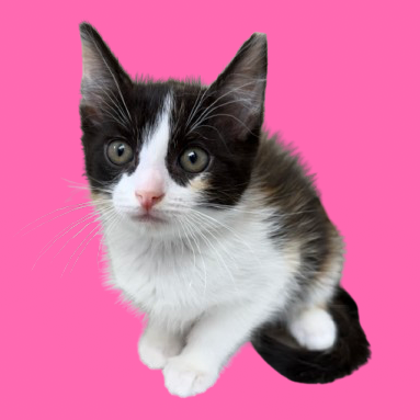 Tusc Stray 82682 2 3