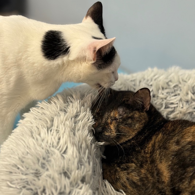 Photo of Pixel playing