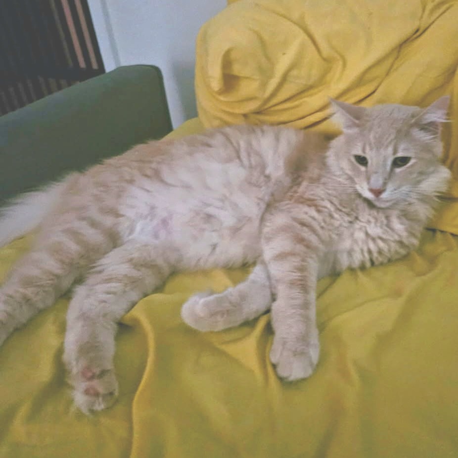 Alistair, photo 3
