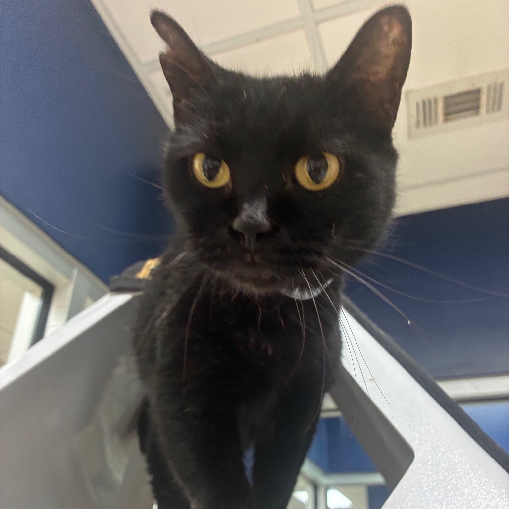 BAXIE - Domestic Shorthair available for adoption