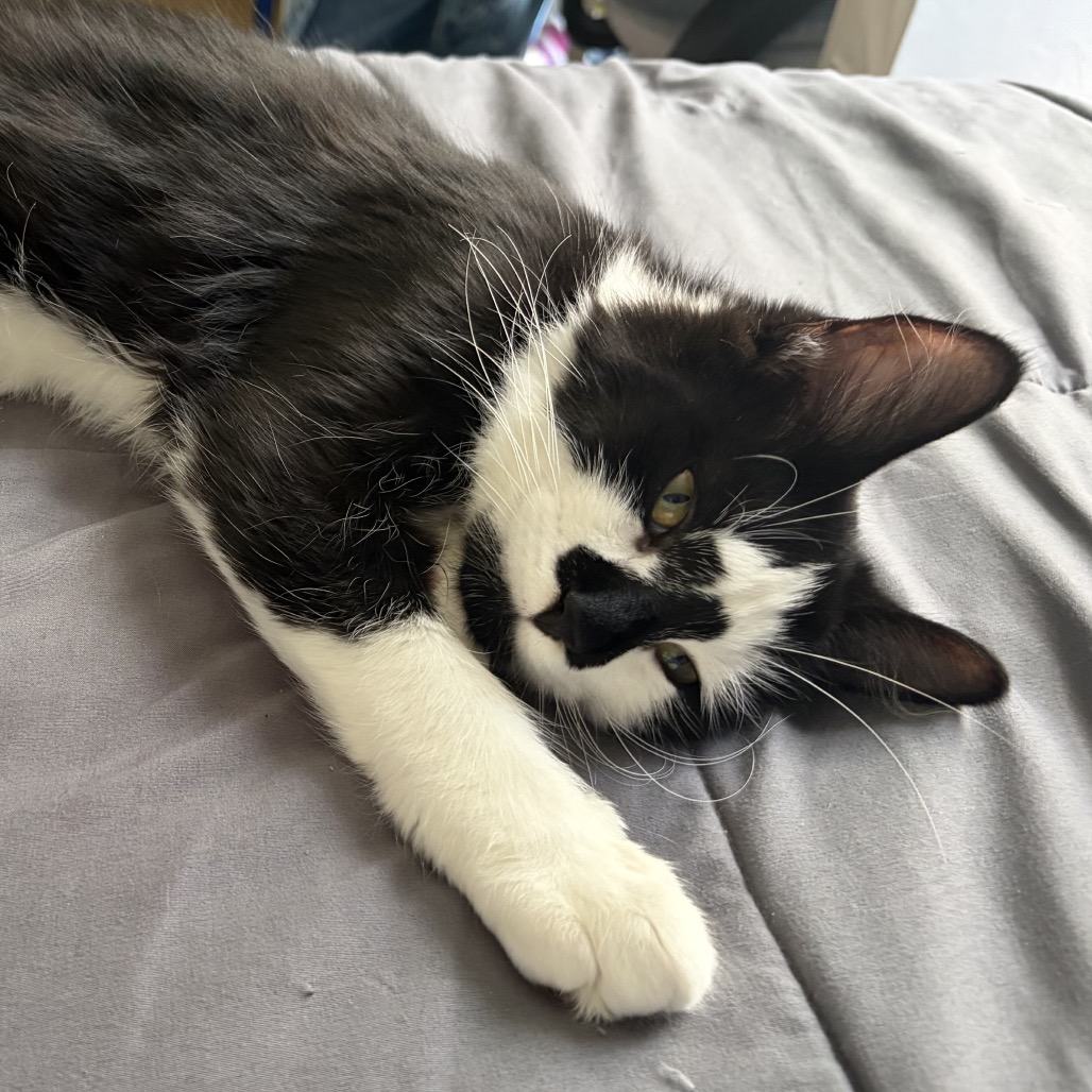 Bandit, photo 2