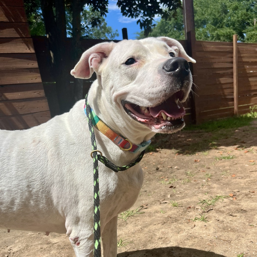 ROSE - Dogo Argentino / Mix available for adoption