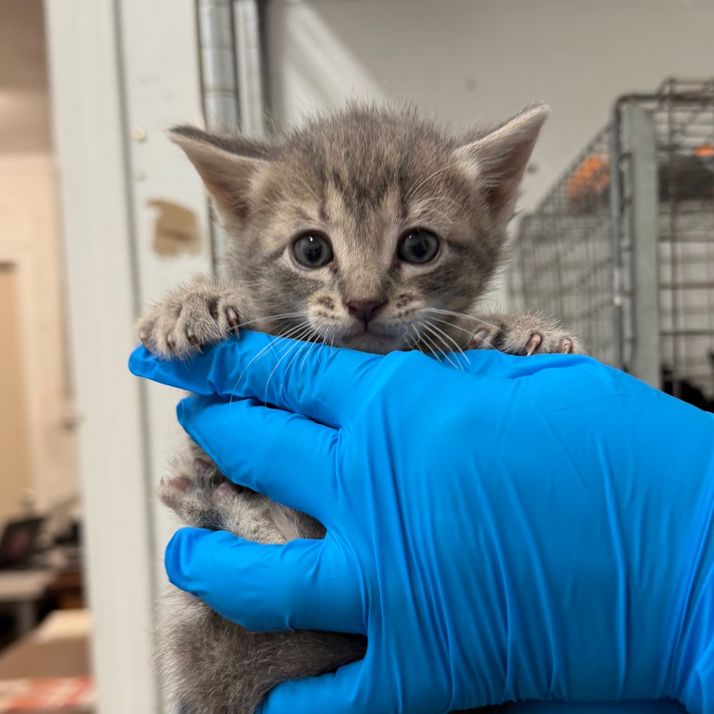 LUKE CAGE - Domestic Shorthair available for adoption