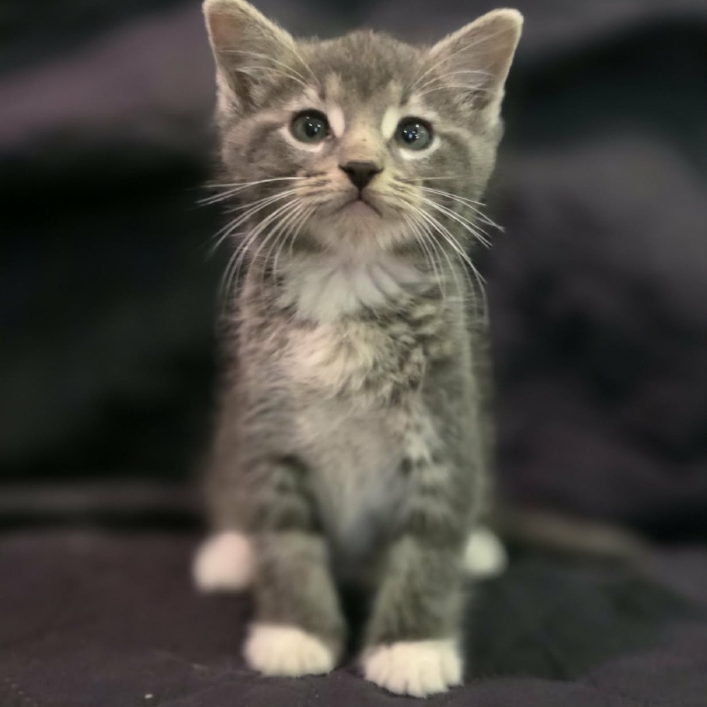 Mod, available for adoption