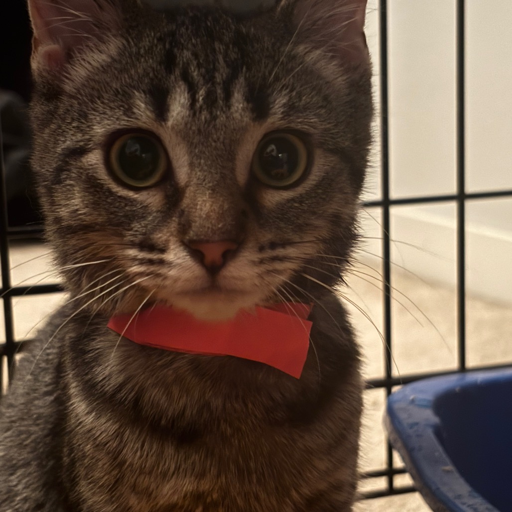 LIMA-AT PETSMART MADISON EAST - Domestic Shorthair available for adoption