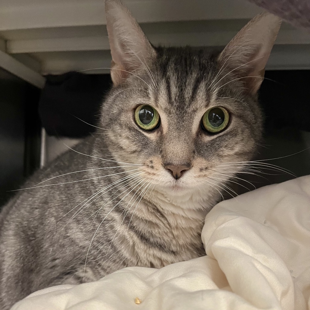 Photo of Rengar 3
