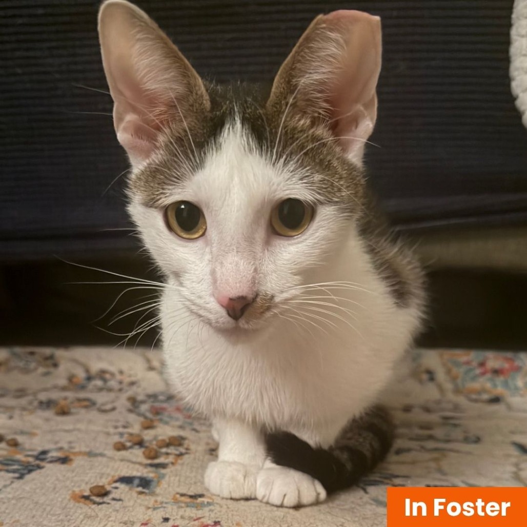BEANIE - Domestic Shorthair available for adoption