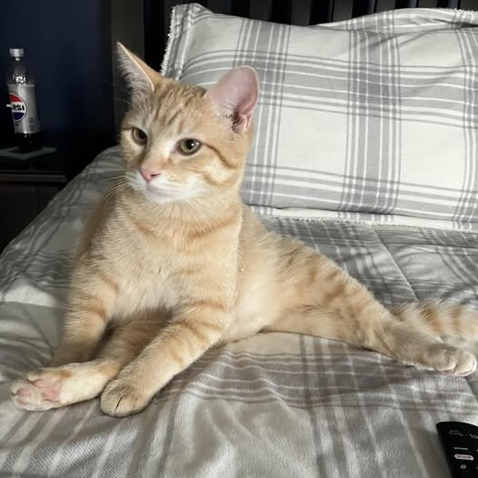 Star — thumbnail 4