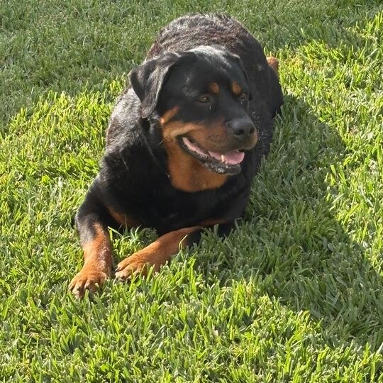 Diva, photo 4