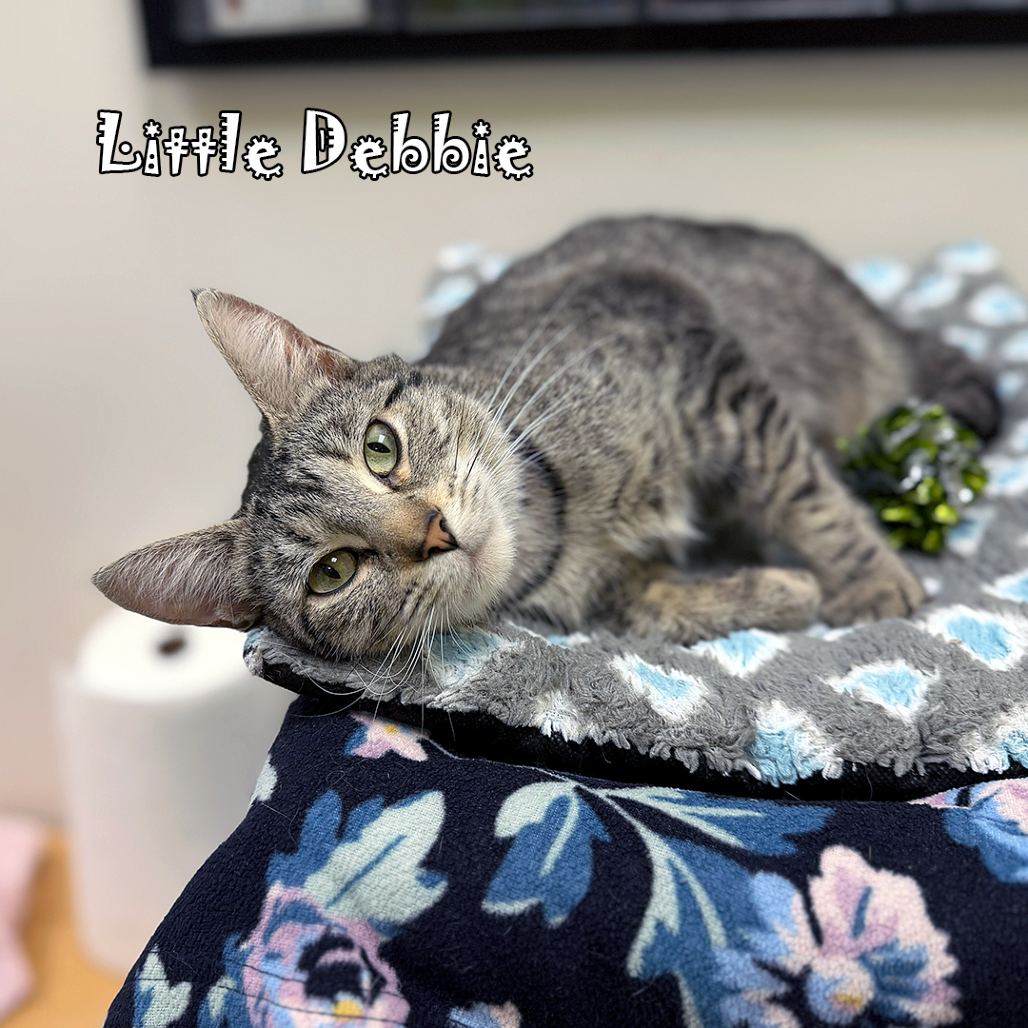 Little Debbie, an adoptable cat
