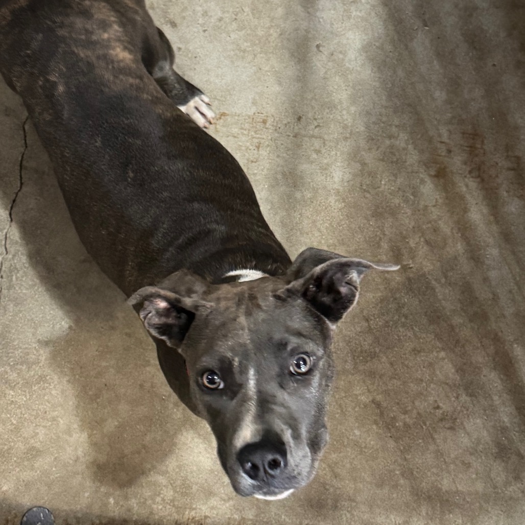 Pit Bull