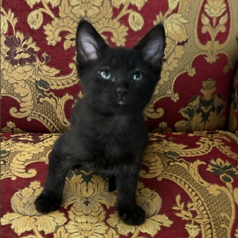 GAJI - Domestic Shorthair available for adoption