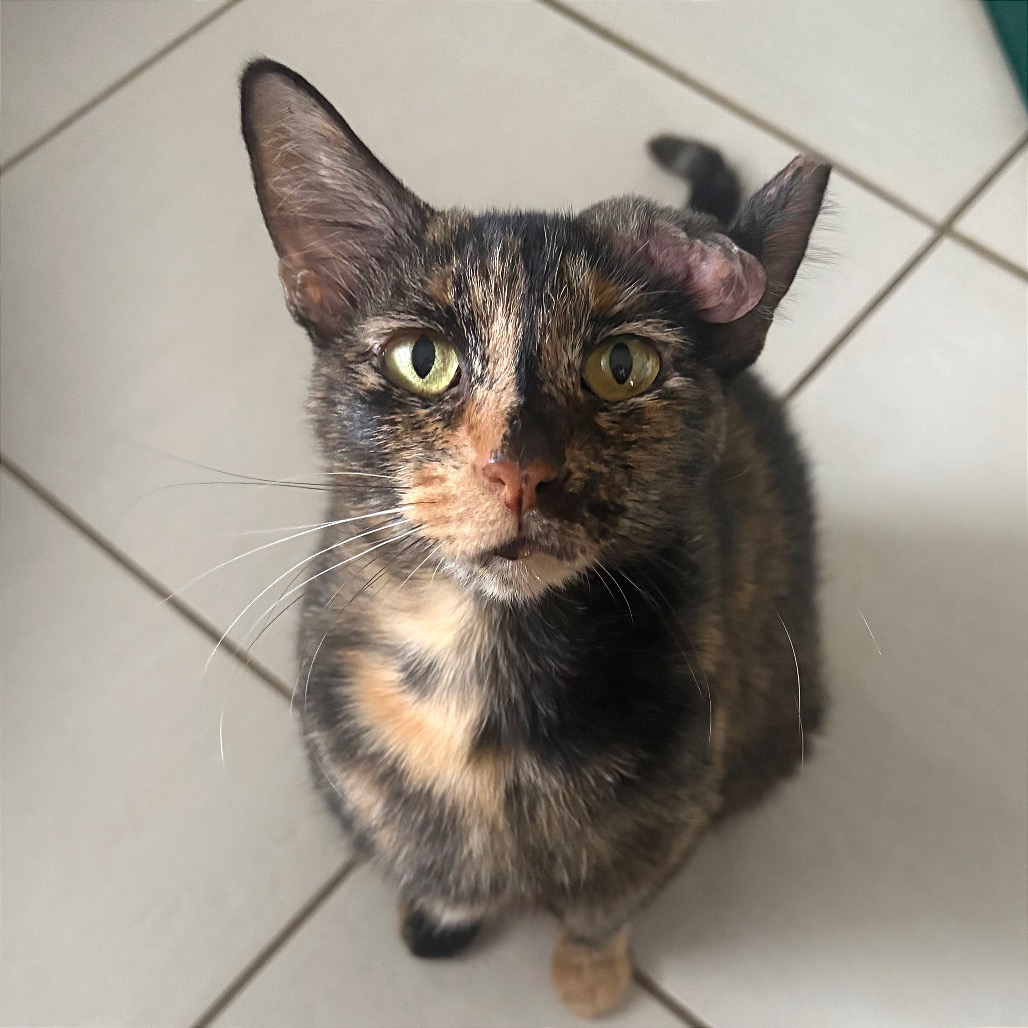 ELOISE - Domestic Shorthair available for adoption
