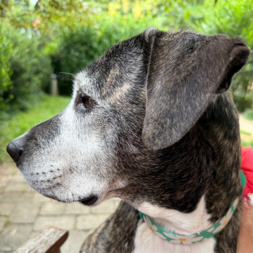 Biddie, photo 29