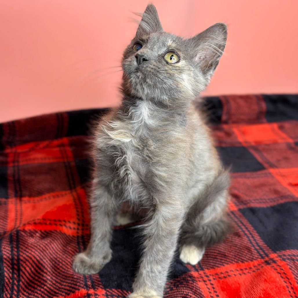 TOFU - Domestic Medium Hair available for adoption