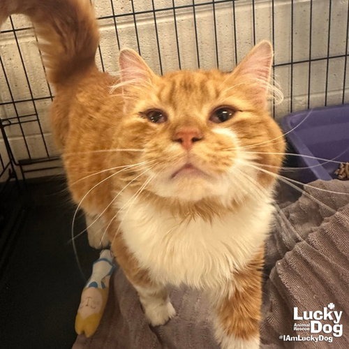 GARF BROOKS - Domestic Longhair available for adoption
