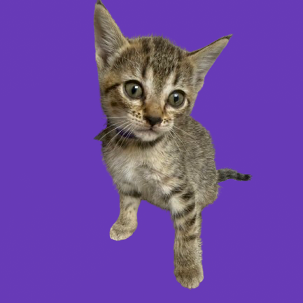 Tusc Stray 82120