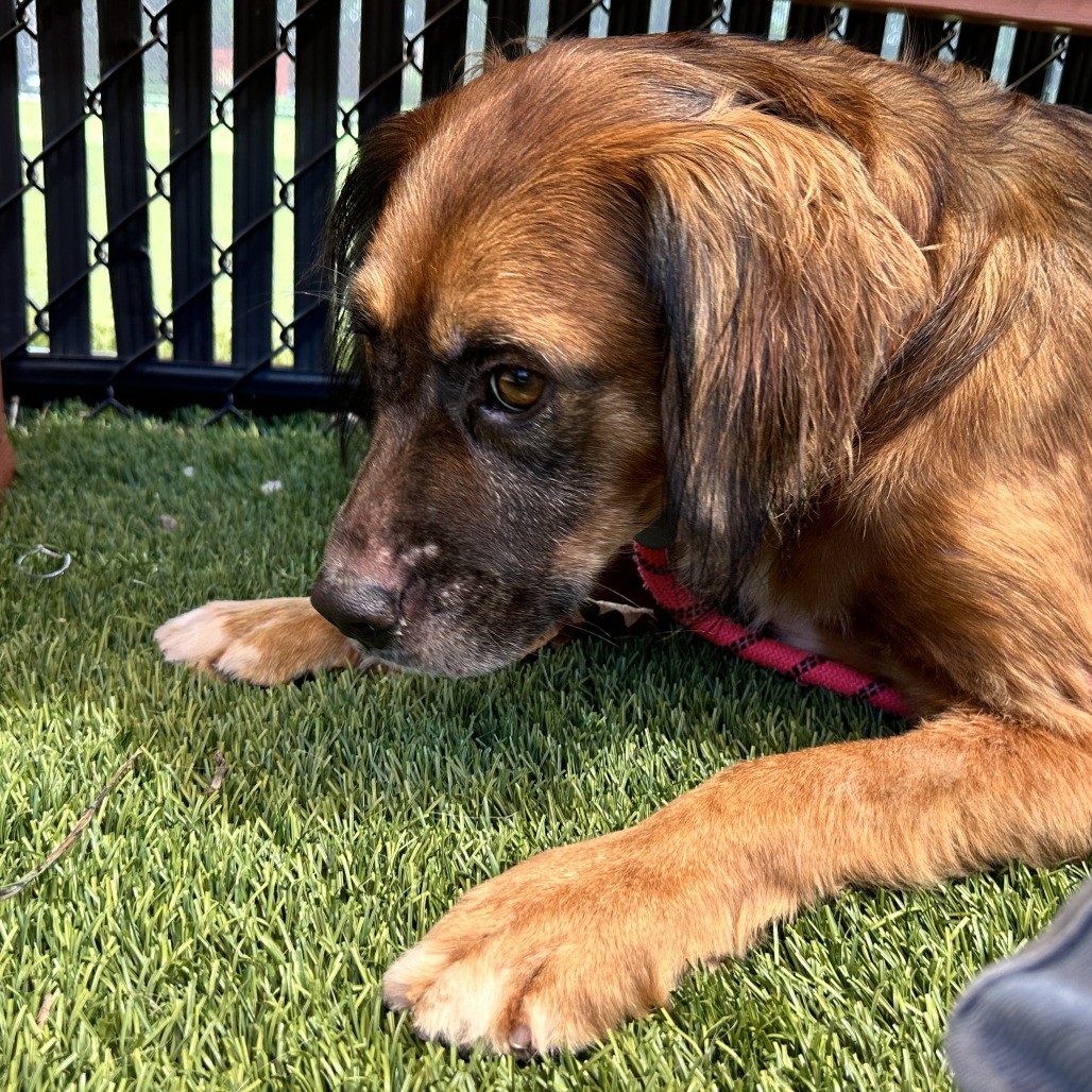 BROWNIE - Mixed Breed (Medium) available for adoption