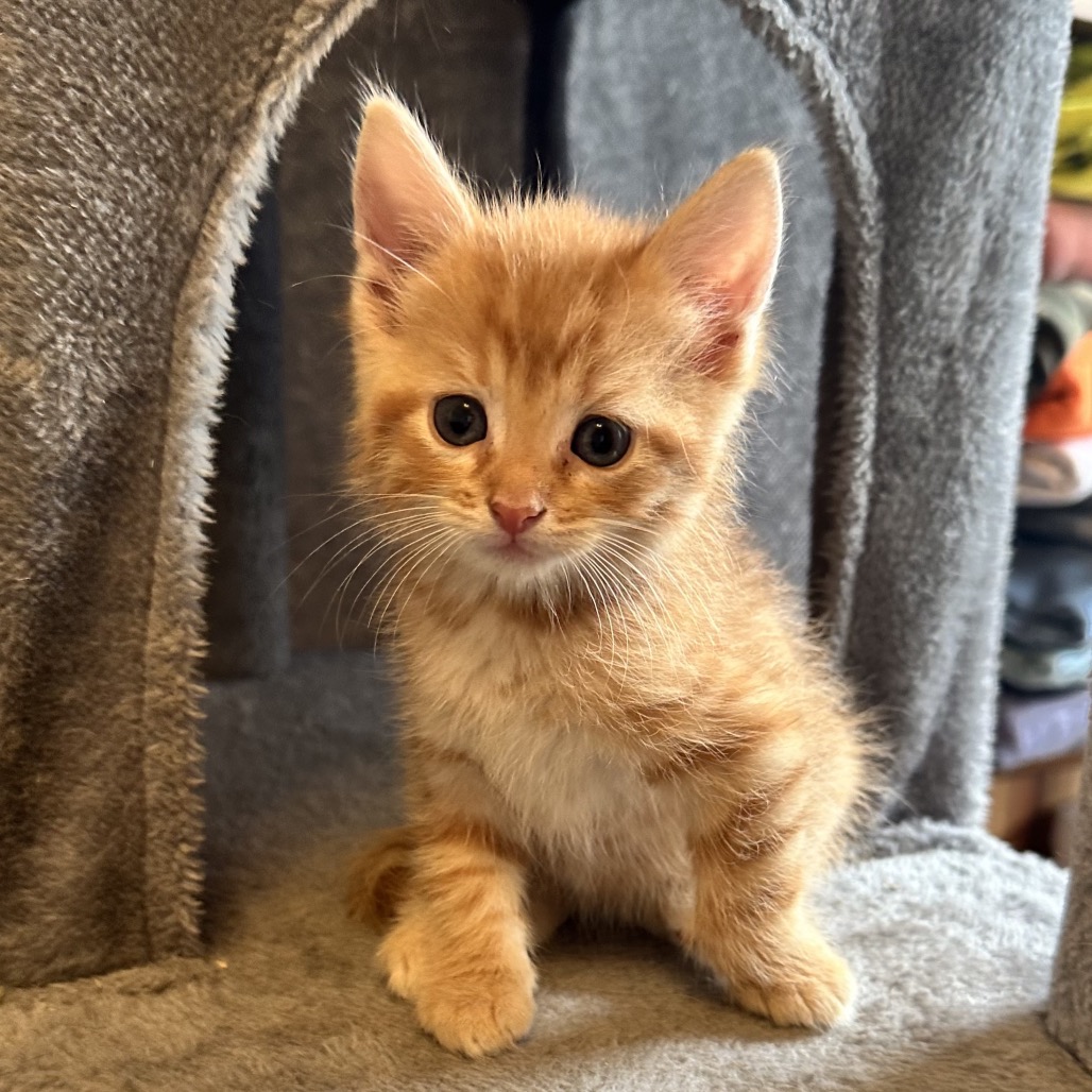 TEXAS TOAST 1 - Domestic Shorthair available for adoption