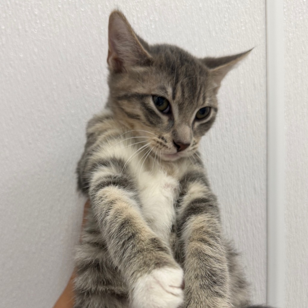 Venus - Domestic Shorthair