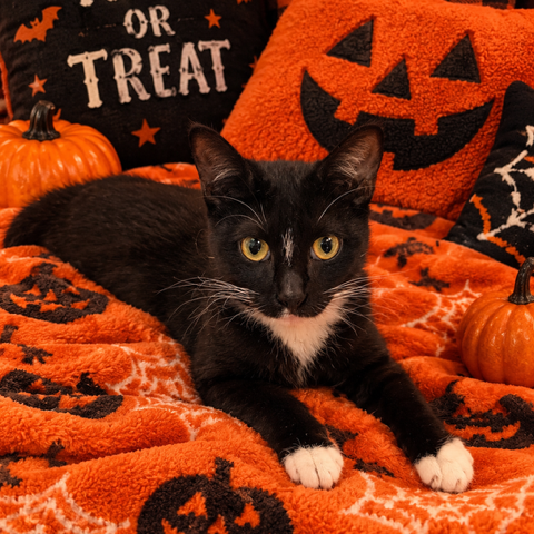 Gracie  the Cat